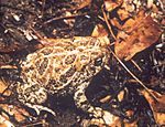 Bufo cognatus1