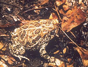 Bufo cognatus1.jpg