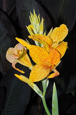 Cannaceae Canna L. Golden Gate