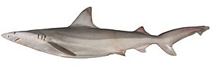 Carcharhinus fitzroyensis csiro-nfc.jpg