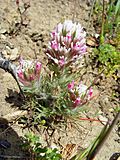 Castilleja densiflora.jpg