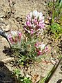 Castilleja densiflora