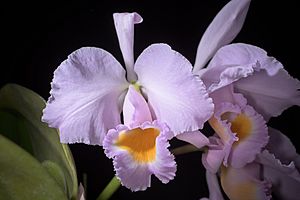 Cattleya schroederae (34349388642)