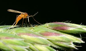 Cecidomyiidae laying eggs