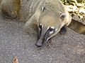 Coatí del Parque Nacional Iguazú