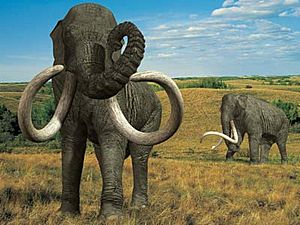 Columbian mammoth01