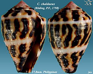 Conus chaldaeus 3