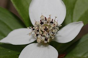 Cornus unalaschkensis 8561f