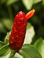 Costus woodsonii (flower)