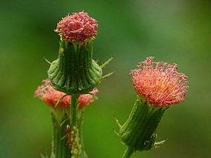 Crassocephalum crepidioides by kadavoor.JPG