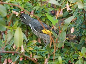 Crescent Honeyeater Male