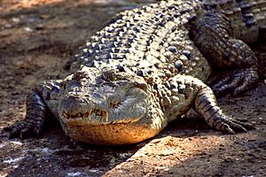 Crocodylus mindorensis by Gregg Yan 01