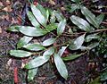 Cryptocarya microneura - leaves