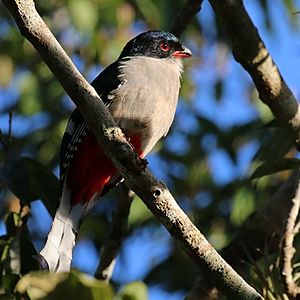 Cuban trogon (Priotelus temnurus).JPG