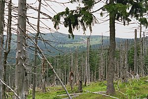 Dead spruces Giant Mountains