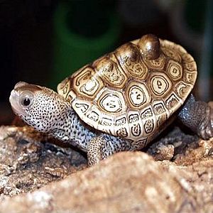 Diamondback Terrapin. Taken by CITES