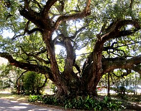 Duffie Oak in Mobile Alabama.jpg