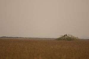 Eastern Imperial Eagle landscape