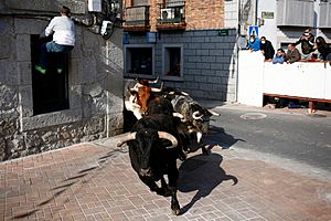 Encierros de Valdemorillo