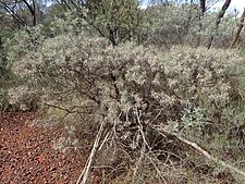 Eremophila phyllopoda obliqua (habit)