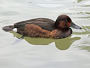 Ferruginous Pochard female RWD.jpg