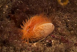 Flame Shell - Scotland