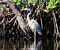 Great Blue Heron (2)