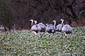 Greater rhea (Nandu), Lenschow