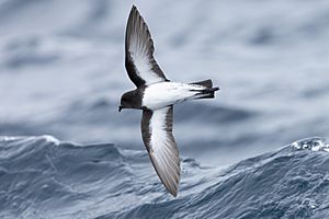 Grey-backed Storm Petrel 0A2A9673.jpg