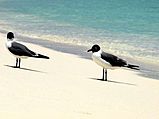 Guanaguanre (Larus atricilla) de los Roques Venezuela 000.jpg