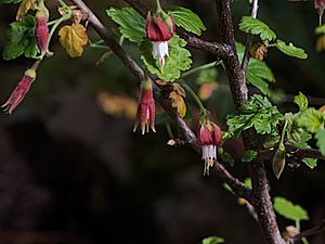 H20150115-3749—Ribes thacherianum—RPBG (16288808722).jpg