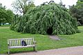 Hyde park tree