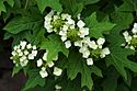 Hydrangea quercifolia BhamBotGdn.jpg