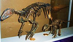 Hypsilophodon foxi