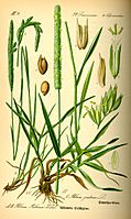 Illustration Phleum pratense0