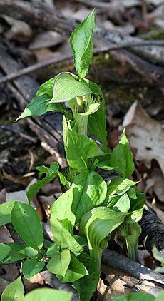 Jack-in-the-pulpit