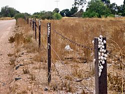 Kadina-snails-climb-fence-0716