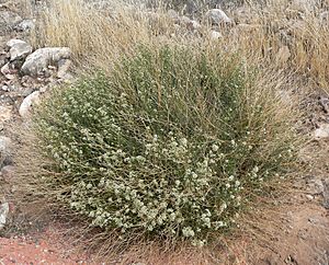 Lepidium fremontii 1.jpg