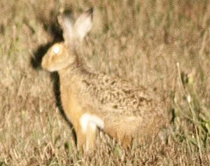 Lepus corsicanus (cropped).jpeg