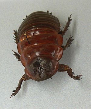 MP - Macropanesthia rhinoceros 2