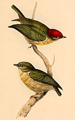 Machaeropterus regulus 1841.jpg