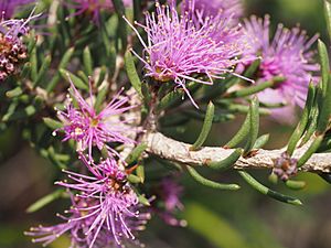 Melaleuca papillosa 03.jpg