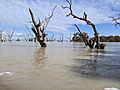 Menindee Lakes, NSW, at overcapacity