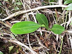 Nepenthes rigidifolia4