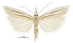 Orocrambus simplex female.jpg