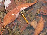 Orthetrum villosovittatum female 1