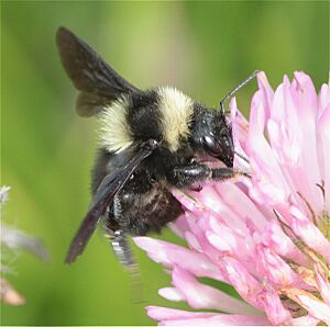 Paulista Bumble Bee imported from iNaturalist photo 171769806 on 18 November 2023