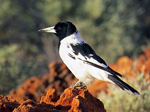 Piedbutcherbirdgibsondesert