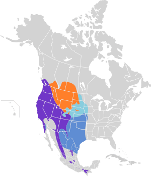 Pipilo maculatus map.svg