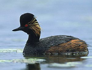 Podiceps nigricollis (Marek Szczepanek)2